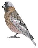 Grey-crowned Rosy Finch Illustration