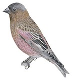 Brown-capped Rosy Finch Illustration