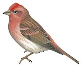 Cassin's Finch Illustration