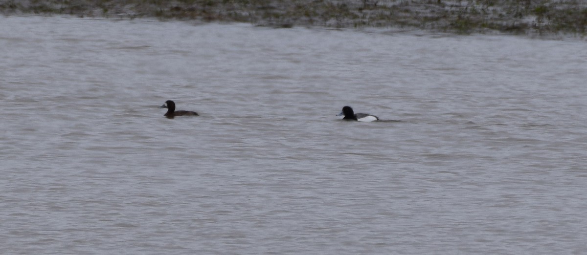 Greater Scaup - ML153200171