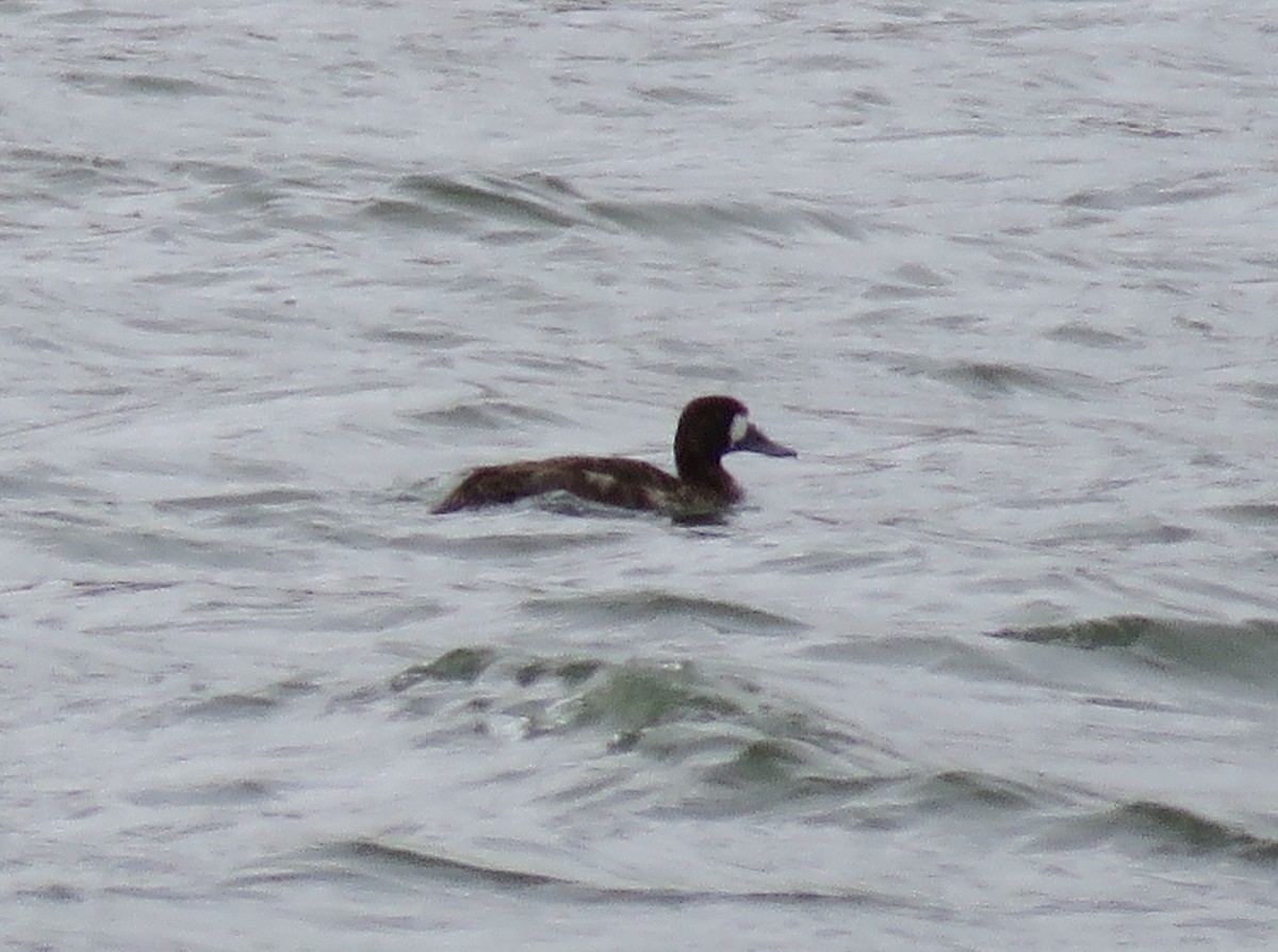 Greater Scaup - Jim Crites