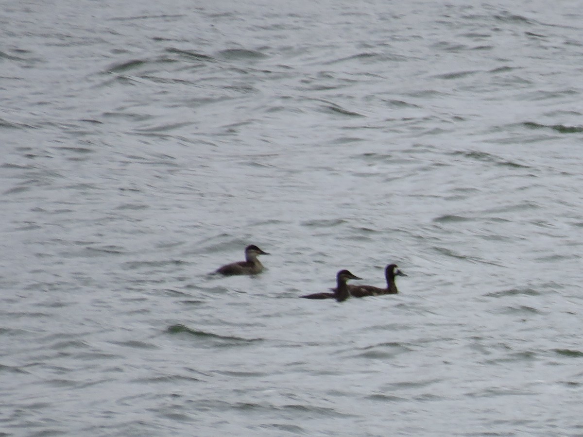 Greater Scaup - ML153200581
