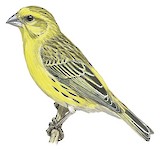 White-bellied Canary Illustration