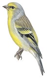 Corsican Finch Illustration