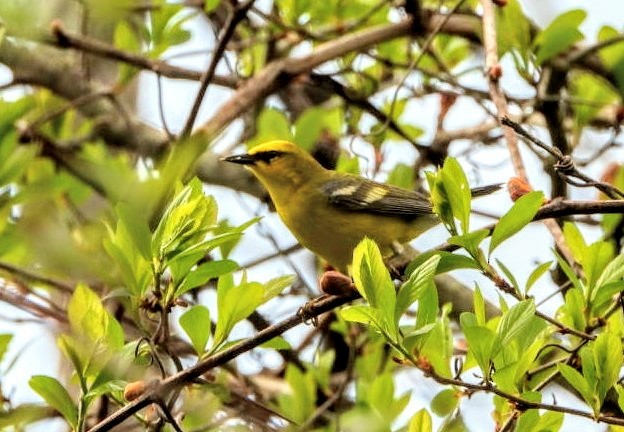 Blue-winged Warbler - Ronnie Clark