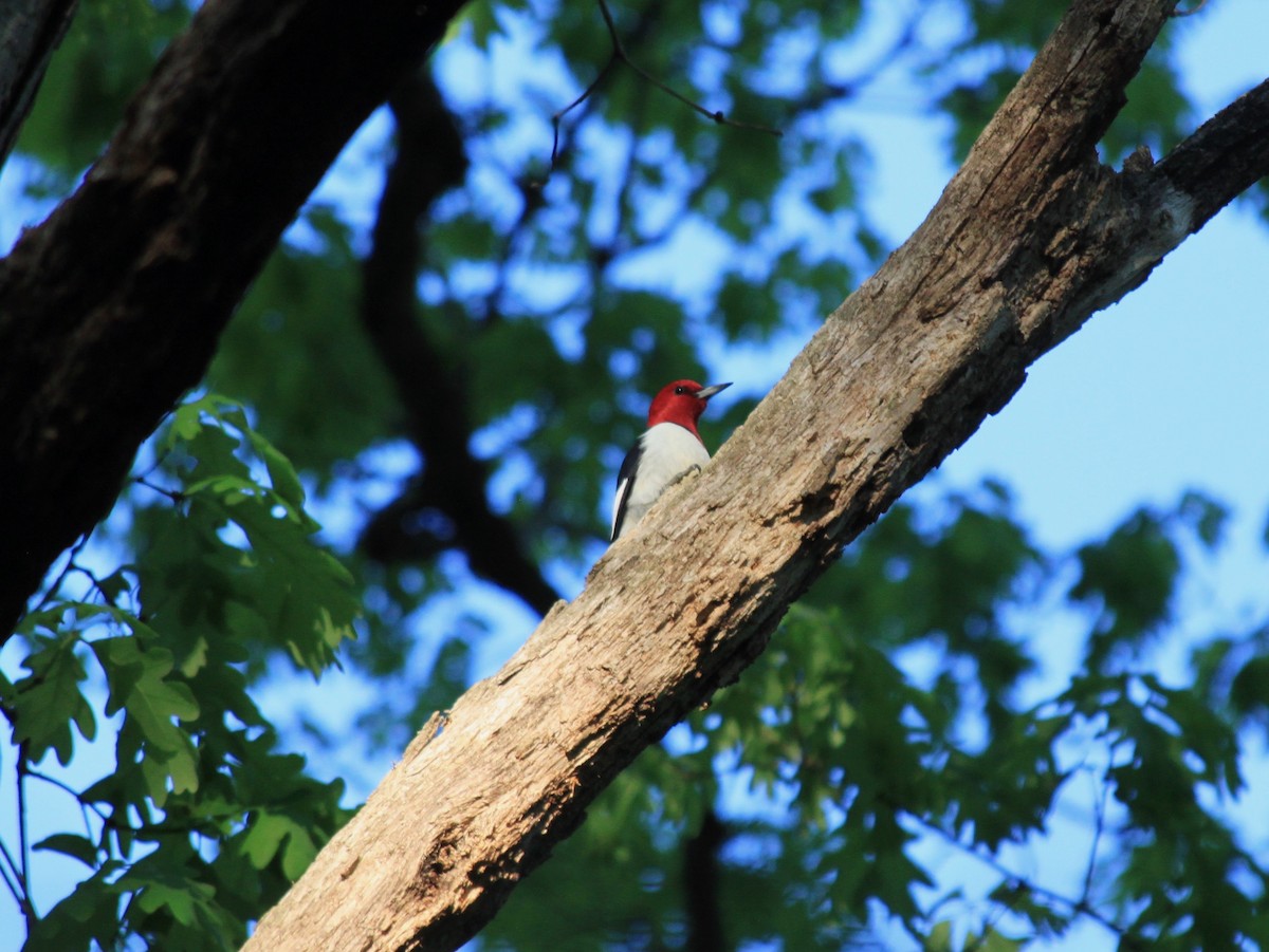 Red-headed Woodpecker - ML153204991