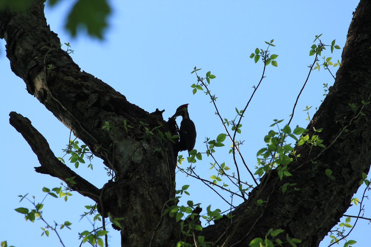 Pileated Woodpecker - ML153205261