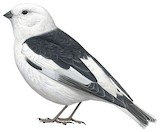 Snow Bunting Illustration