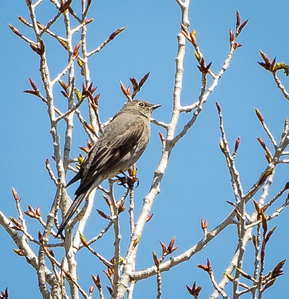 Townsend's Solitaire - Tom Wilberding