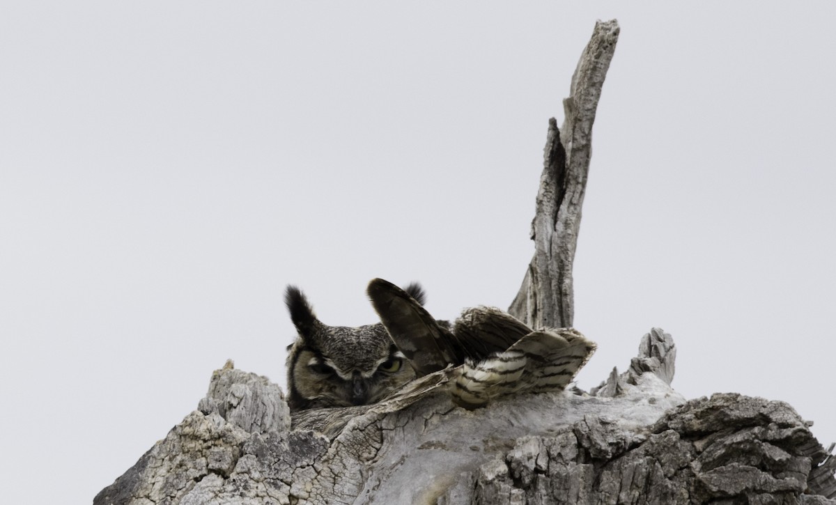 Great Horned Owl - Peter Seubert