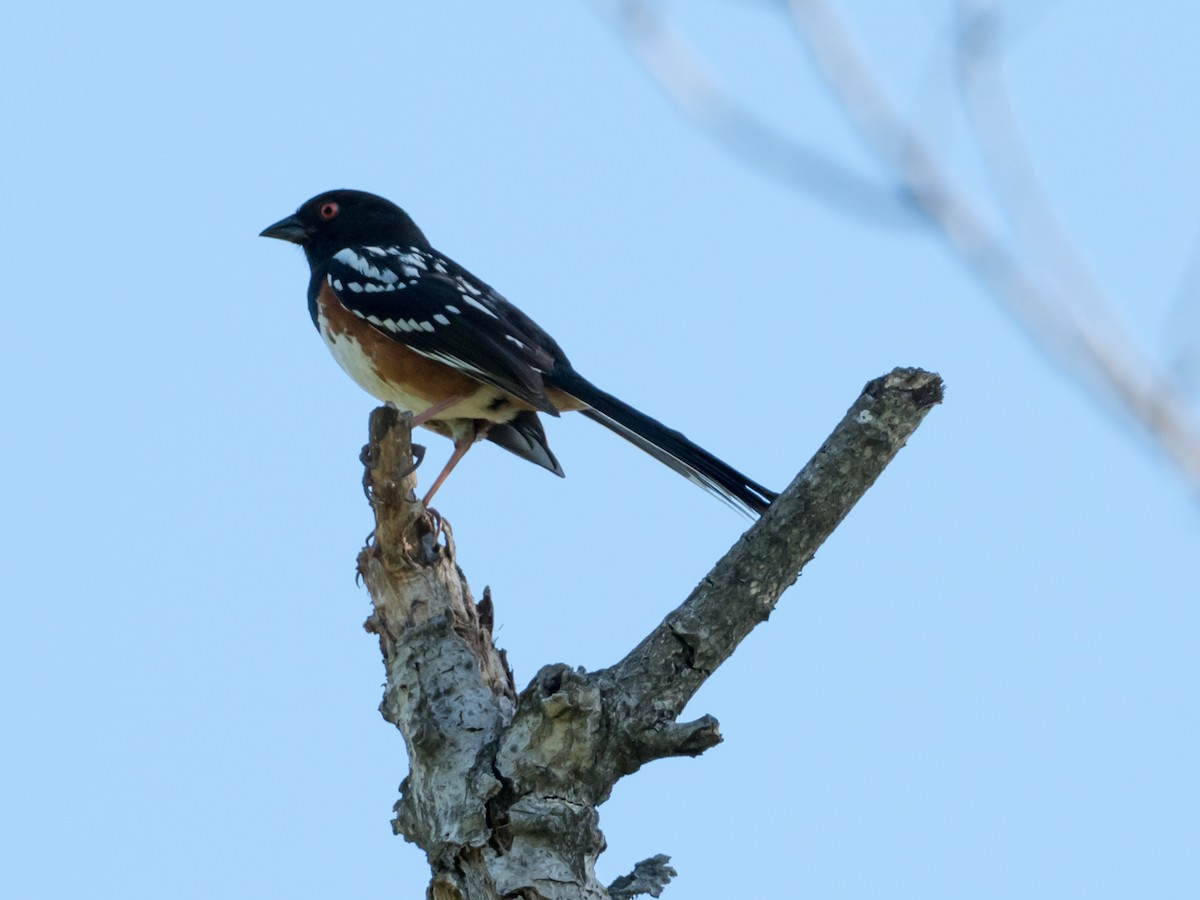 Spotted Towhee - Mike Greenfelder