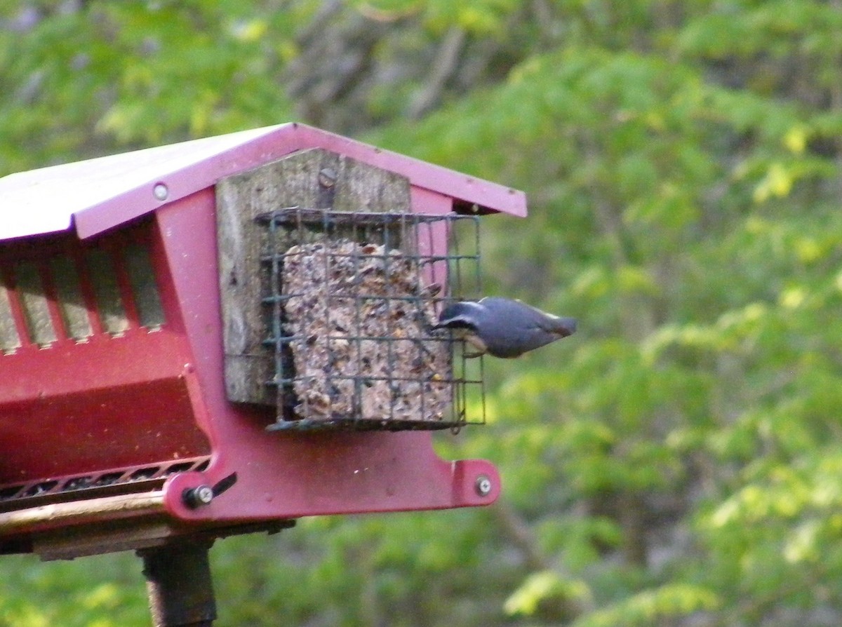 Red-breasted Nuthatch - Winnie Mikeska