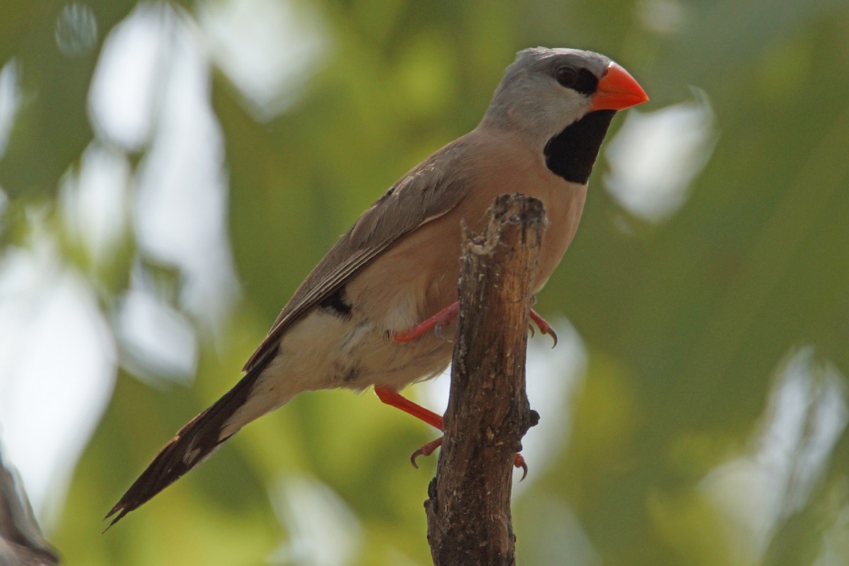 Long-tailed Finch - Peter & Shelly Watts