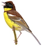 Yellow-breasted Bunting Illustration