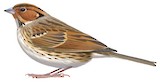 Little Bunting Illustration