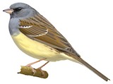 Black-faced Bunting Illustration