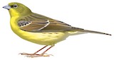 Yellow Bunting Illustration