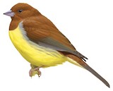 Chestnut Bunting Illustration