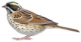 Yellow-browed Bunting Illustration