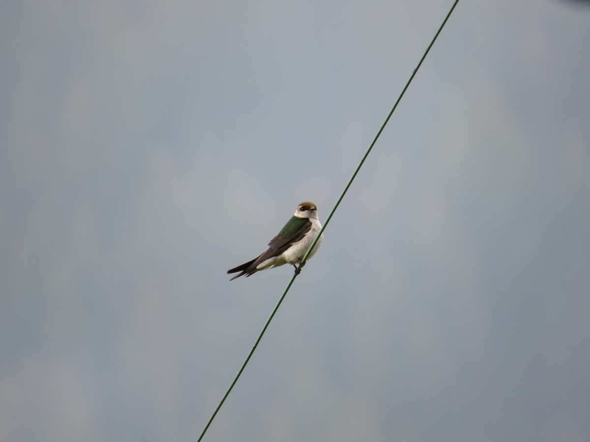 Violet-green Swallow - Craig Sandvig