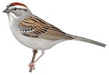 Chipping Sparrow Illustration