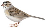 Clay-colored Sparrow Illustration