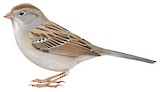 Field Sparrow Illustration