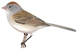 Worthen's Sparrow Illustration