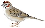 Lark Sparrow Illustration