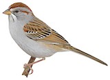 Rufous-winged Sparrow Illustration