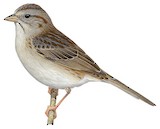 Cassin's Sparrow Illustration