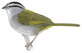 Green-backed Sparrow Illustration