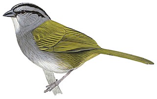 Arremonops conirostris striaticeps