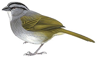 Arremonops conirostris umbrinus