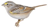 Grassland Sparrow Illustration