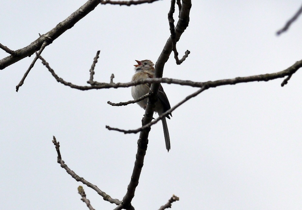 Field Sparrow - Fawn Bowden