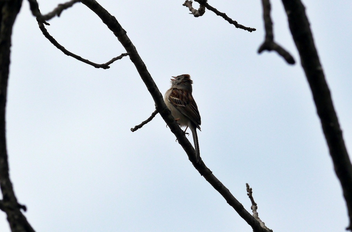Field Sparrow - Fawn Bowden