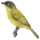 Pirre Chlorospingus Illustration