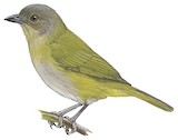 Dusky Chlorospingus Illustration