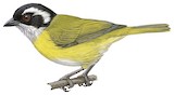 Sooty-capped Chlorospingus Illustration