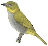 Yellow-whiskered Chlorospingus Illustration