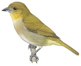 Yellow-throated Chlorospingus Illustration