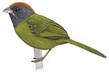 Olive Finch Illustration