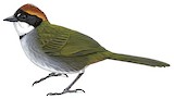 Chestnut-capped Brushfinch Illustration