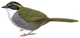 Green-striped Brushfinch Illustration