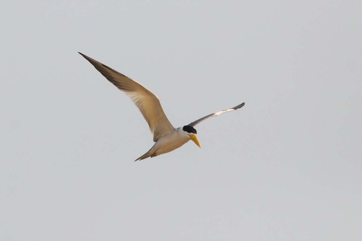 Large-billed Tern - Ken McKenna