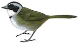 Sierra Nevada Brushfinch Illustration