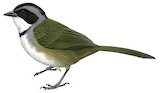 Perija Brushfinch Illustration