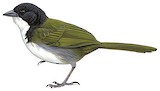 Black-headed Brushfinch Illustration