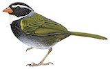 Orange-billed Sparrow Illustration